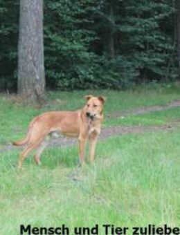 Monti möchte endlich glücklich sein - Berlin