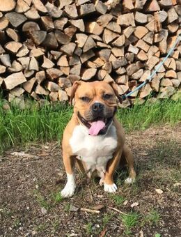 Darcy - Biedenkopf
