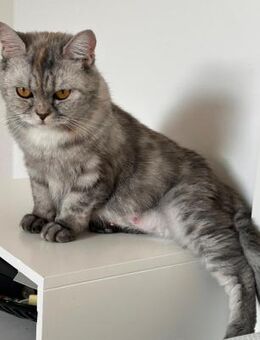 Schnecke Selbstbewusste Britisch Kurzh - Benediktbeuern