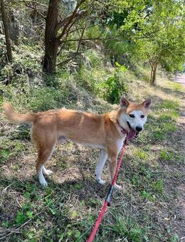 Ace sucht ein Zuhause oder PS ♥ - Ebstorf (Klosterflecken)