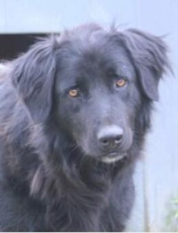 Merlin ist immer gutdrauf und aufgeweckt - Schwarmstedt