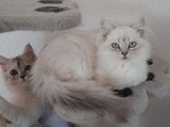 Perser Maine Coon Mix Kätzchen, cats, Katzen, Kitten - Berlin Steglitz-Zehlendorf