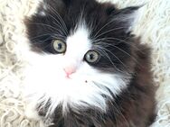 Zauberhafte Perser Kitten mit Nase umzugsbereit - Scharbeutz