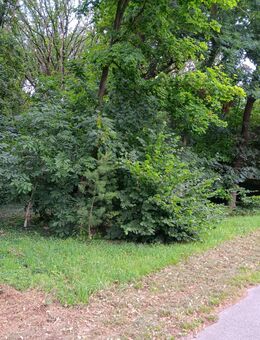 Waldparzelle - Waldgrundstück von Privat - Mönchengladbach