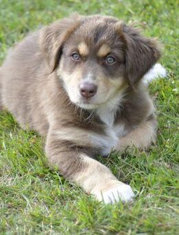Australian Shepherd Welpen mit ASCA Pap. suchen gerne eine Familie - Wanderup