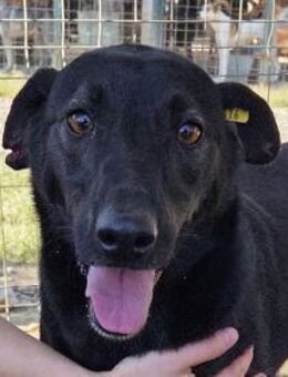 DORINA-charmante, süße Hündin, 53 cm - Rösrath