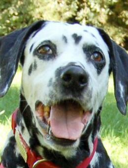 JOSY DA - bildhübsche Dalmatinerdame - Betzenstein