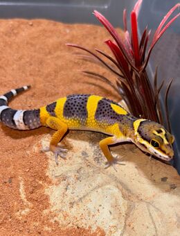 Leopardgeckos - Frankfurt (Main)