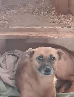 Lenny, knuffiger, kleiner Rüde wartet - Köln