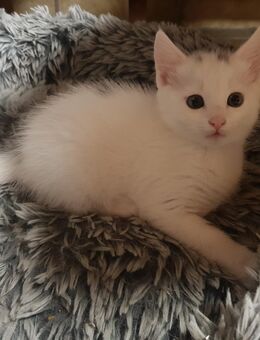Hübsches Rasse-Mix-Kätzchen abzugeben ♥️ Katerchen Kitten - Kitzingen