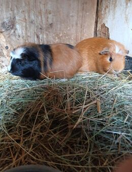 Meerschweinchen weiblich - Süpplingenburg