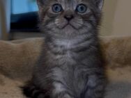 Baby Katze/Kitten - Swisttal