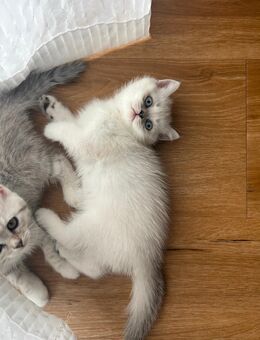 Kitten Shaded/Chinchilla Point - Crailsheim