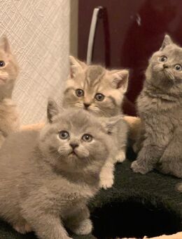 Wunderschöne Bkh Kitten - Werlte
