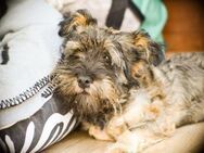 Hundemixdame Nalu - Hamburg