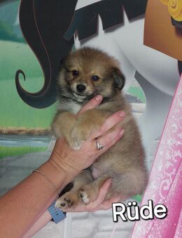 Welpen Zwergspitz Pomeranian zu verkaufen 😊😊😊 - Weeze