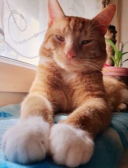 Stolzer Kater (kastriert) sucht wohlfühloase - Augsburg