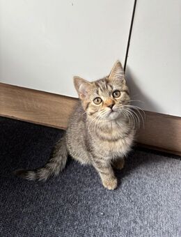 BKH Kitten 13 Wochen Tabby Britisch Kurzhaar Katze - Recklinghausen