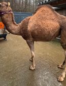 Dromedarstute in 65346