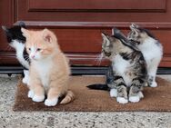 4 Katzenkinder suchen ein neues Zuhause - Potsdam