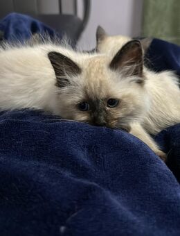 2 süße Siam-Kitten Weibchen zu verkaufen - Heidenau (Sachsen)