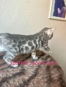 Sehr seltene Blue Bengal Katze - Bad Oeynhausen