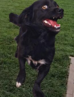 Bambi liebt alle Menschen (E) - Ludwigshafen (Rhein)