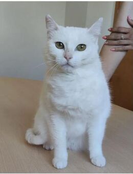 Escorpia - weiße Schönheit, super lieb - Wilhelmsfeld
