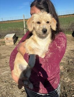 Josephine - Markkleeberg