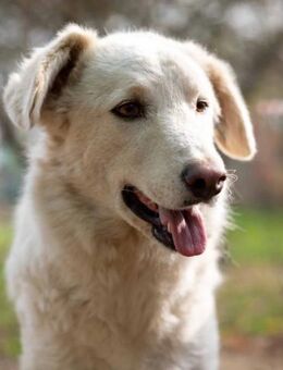 wunderschöner, liebenswerter NEVE - Kallmünz
