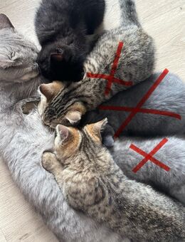 British kurzhaar katzen - Hamburg
