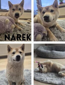 Narek-KK Schmuse Shiba-Inu sucht Zuhause - Neustadt (Rübenberge)