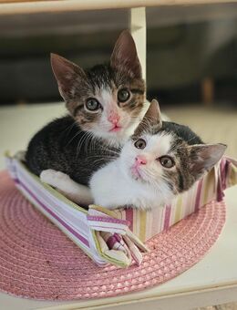 Kitten suchen ein Zuhause - Bocholt