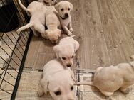 Labrador Welpen suchen ein Zuhause