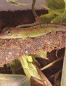 Anolis Roquet Summus Nachzuchten m. gelben Kehllappen männlich ca. 11–13 cm gross in 15755