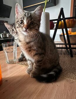 Bkh mix kitten - Herne