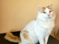 Garfield ein sehr freundlicher Kater - Unterföhring