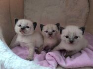 Siam Kitten Reinrassig - Hagen (Stadt der FernUniversität) Haspe