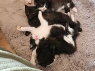 5 British Shorthair Kitten abzugeben - Dietenhofen