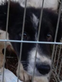 Sammy- jung, scheu - sucht feste Bindung - Hamburg