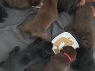 Labrador Welpen - Langlingen