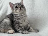 Kitten Weiblich BKH Britisch Kurzhaar Grau gestreift - Sankt Augustin