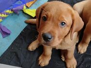 Foxred Labrador Welpen - Rüde Barny - Elbe-Parey