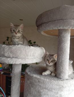 BKH Kitten, zwei Mädchen übrig - Hagen (Stadt der FernUniversität) Boele