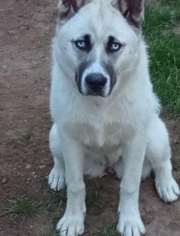 Akita-Husky Weibchen sucht liebevolles Zuhause - Goldenstedt