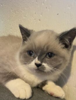 Zuckersüßer BKH Junge - Magdeburg