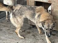 Amira, 3 Jahre, Zuhause gesucht - Schwalmtal (Nordrhein-Westfalen)