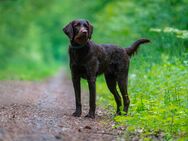 Braune Labradoodle Hündin 3 Jahre - Hofbieber