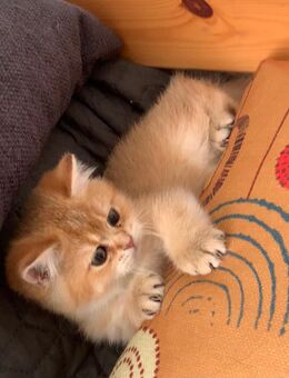 Reinrassige BKH-Kitten (black golden shaded & black golden tabby ticked) mit Stammbaum und Impfungen - Baden-Baden