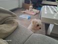 Malteser Welpen 12 Wochen alt in 76593